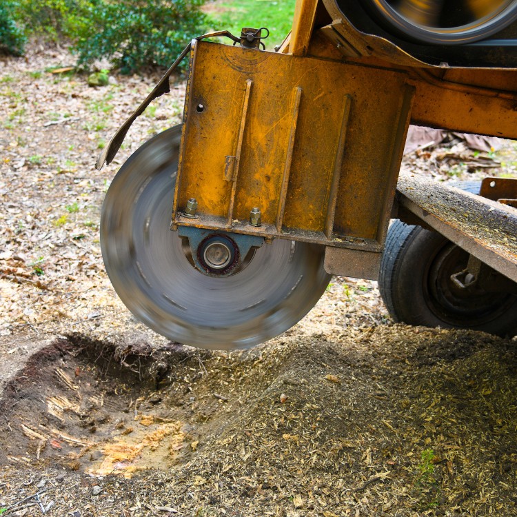 Landscape Maintenance in Sumter, SC